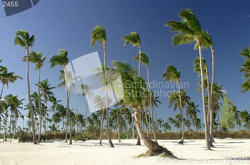 Image of tropical beach