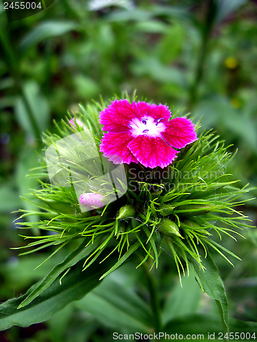 Image of The flower of red dianthus barbatus