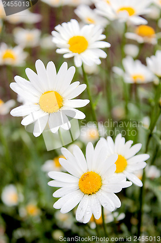 Image of flower-bed of white beautiful chamomiles