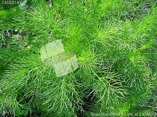 Image of Fennel growing on a bed