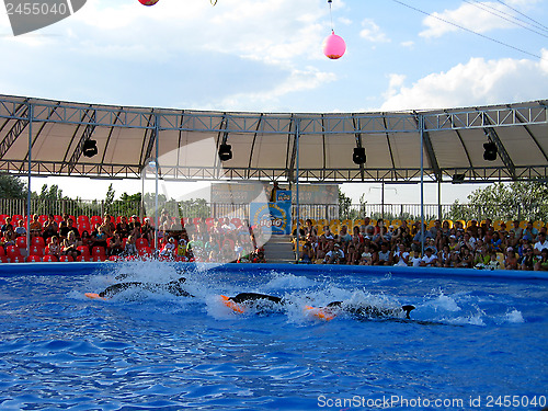 Image of Show with dolphins in delphinariums