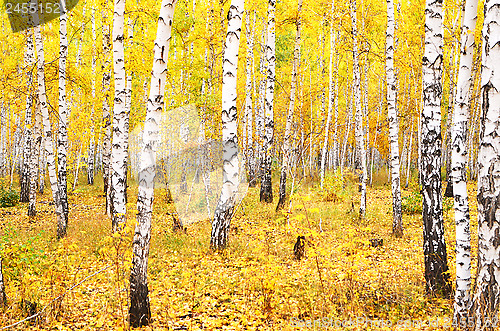 Image of autumn forest