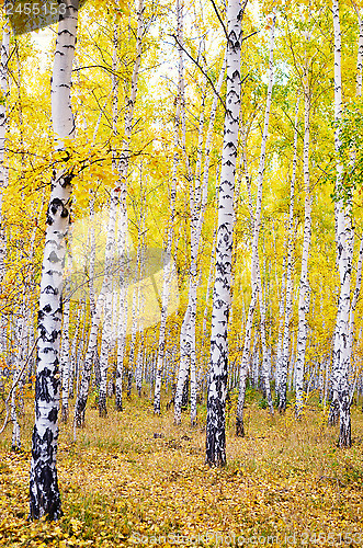 Image of autumn forest