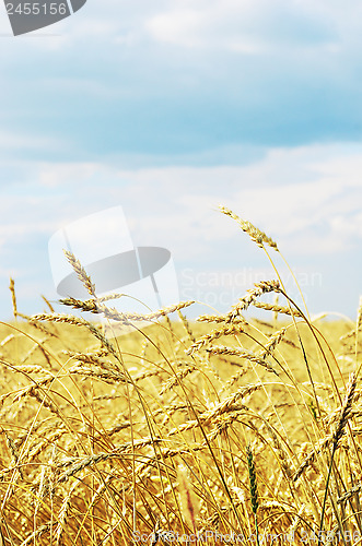 Image of wheat field