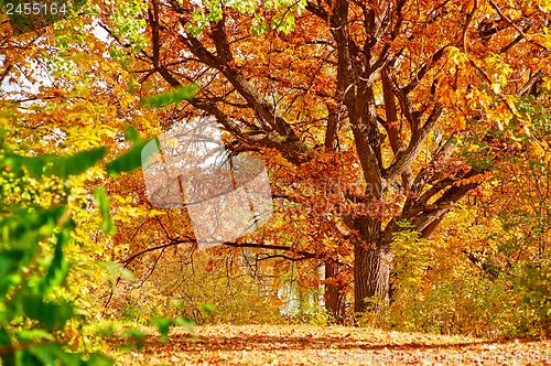 Image of Autumn landscape