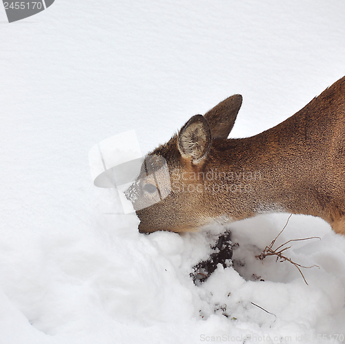 Image of Roe deer