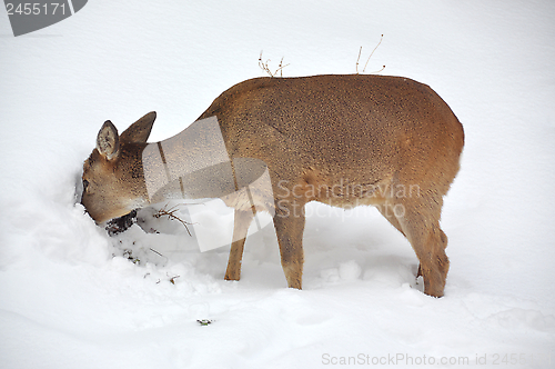 Image of Roe deer in winter