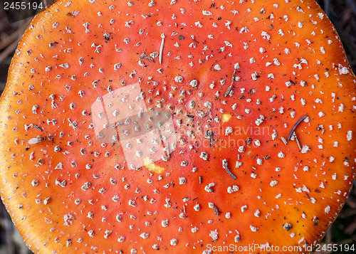 Image of mushroom commonly known as the fly agaric or fly amanita