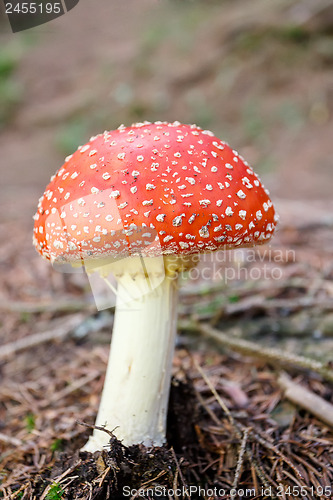 Image of mushroom commonly known as the fly agaric or fly amanita