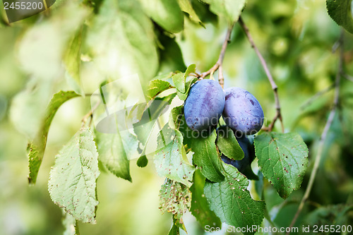Image of blue ripe plum in home orchard