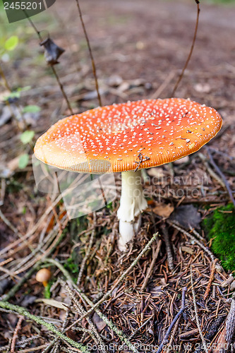 Image of mushroom commonly known as the fly agaric or fly amanita