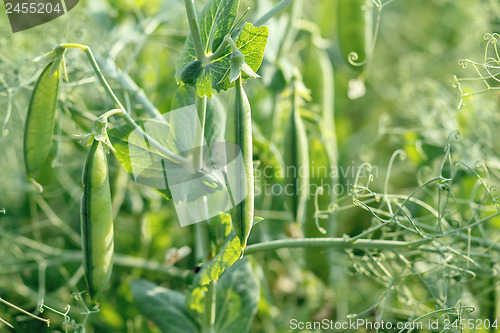 Image of pea field with pods 