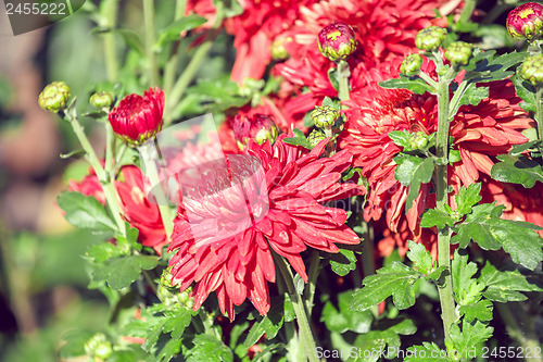 Image of chrysanthemum flower in garden