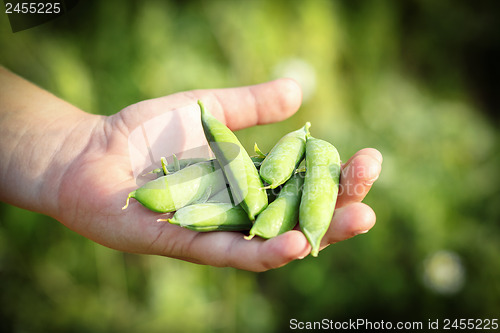 Image of teenager man hand holding peas