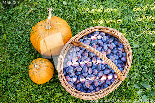 Image of ripe plums in basket