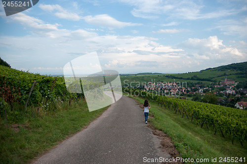Image of Alsace landscape and vinewyard