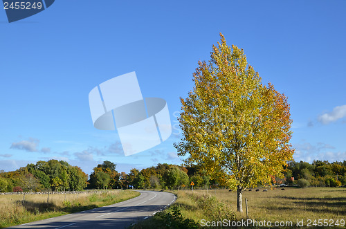 Image of Golden aspen