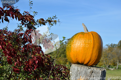 Image of Pumpkin closeup