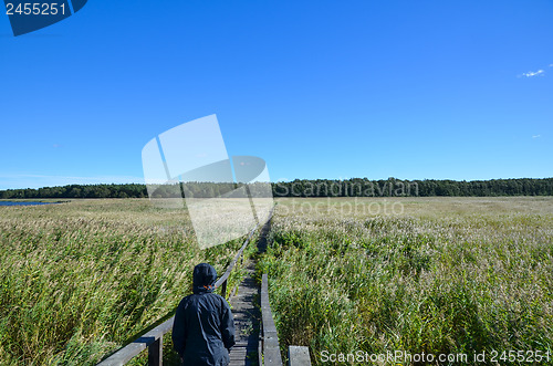 Image of Walking in the reeds