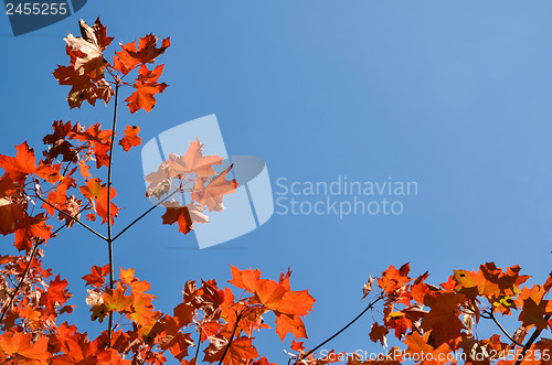 Image of Red maple leaves