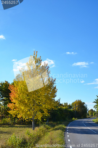 Image of Aspen autumn colors