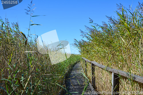 Image of Pathway in the reeds