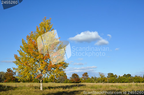 Image of Colorful aspen