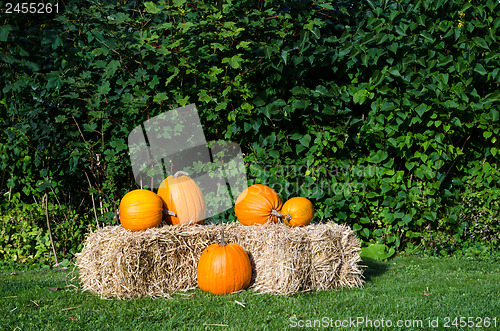 Image of Pumpkins arrangement