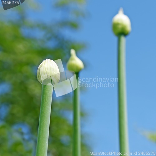 Image of Tree onion buds