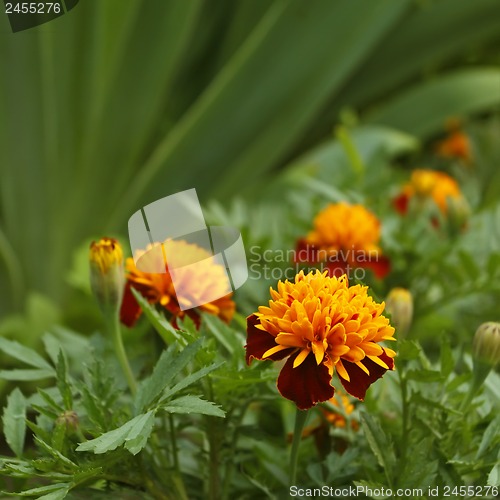 Image of Marigold in flowerbed