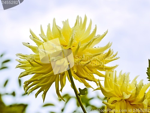 Image of Yellow dahlia against the sky