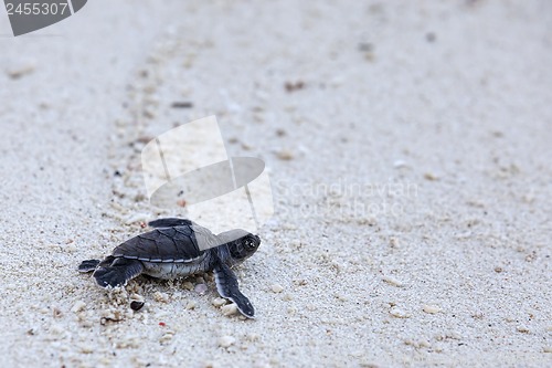 Image of Green Turtle Hatchlings