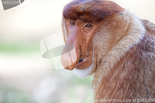 Image of Proboscis monkey