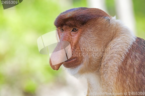 Image of Proboscis monkey