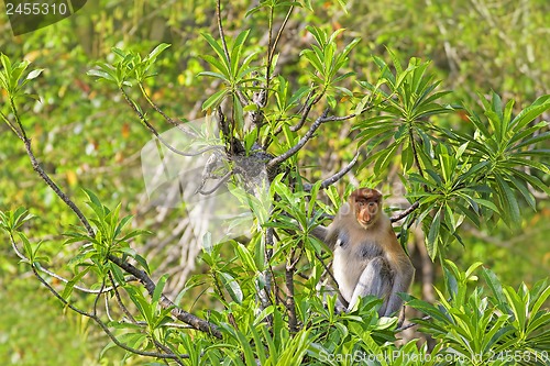 Image of Proboscis monkey