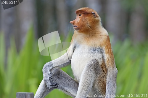 Image of Proboscis monkey