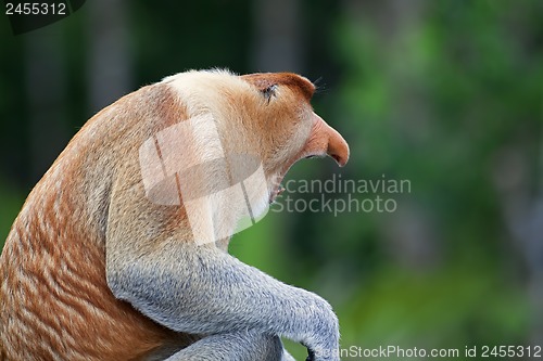 Image of Proboscis monkey