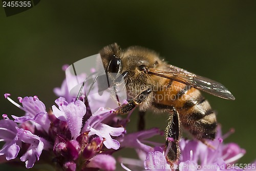 Image of bee