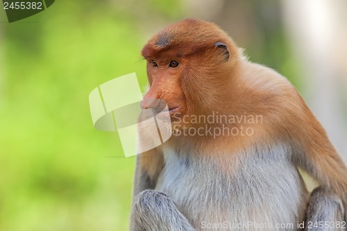 Image of Proboscis monkey