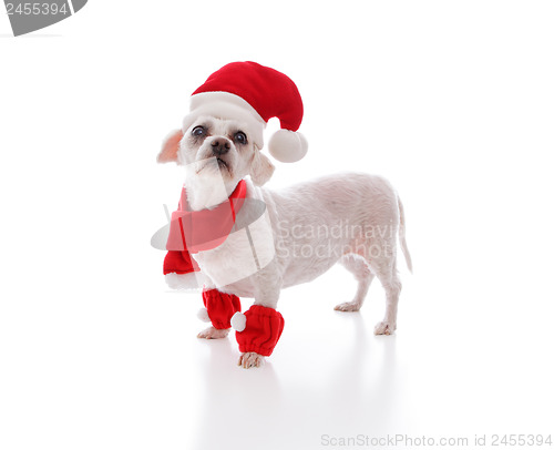 Image of Little white dog looking for santa