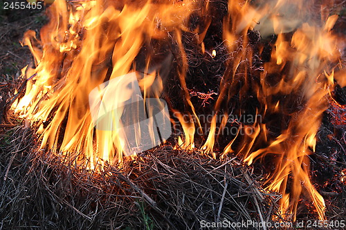 Image of Fire in the forest