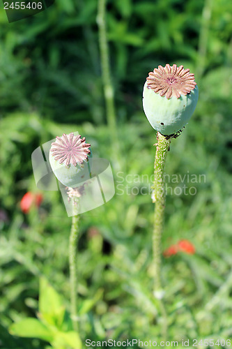 Image of beautiful heads of poppy on a plantation