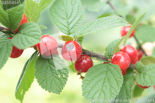 Image of red berry of Prunus tomentosa