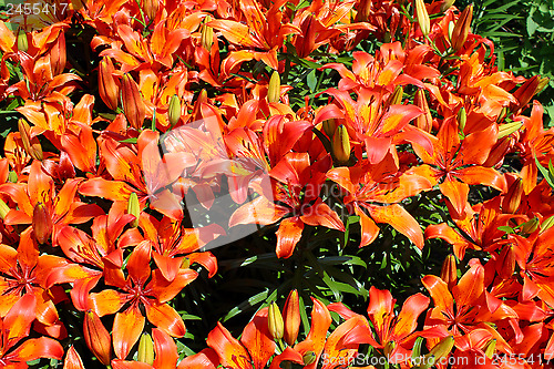 Image of beautiful redheaded lilies