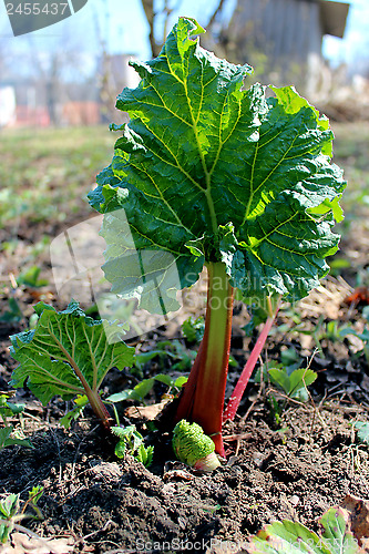 Image of Young sprout of a rhubarb in the spring
