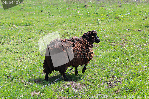 Image of Sheep grazing on a grass