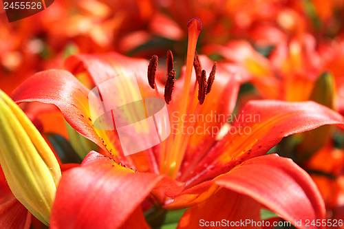 Image of beautiful redheaded lilies