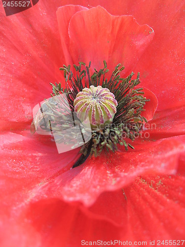 Image of beautiful flower of red poppy