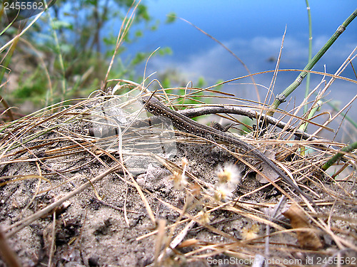 Image of The grey lizard near the river
