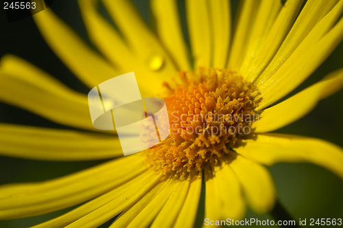 Image of Yellow flower